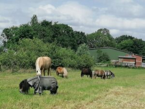 arrondiertes Weideland