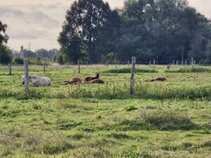 5 Hektar arrondiertes Weideland