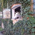 22 Boxen im Hauptstall