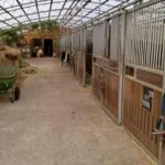Stallgasse Freiluftstall (Allergiker geeignet)