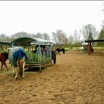 alle Paddocks haben Raufen und Unterständen